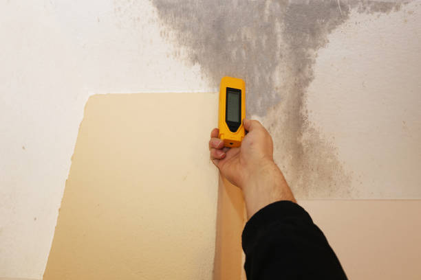 Reliable Oakland, MO Mold Inspection, Removal & Remediation Solutions