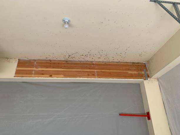 Mold Remediation for Vacation Homes